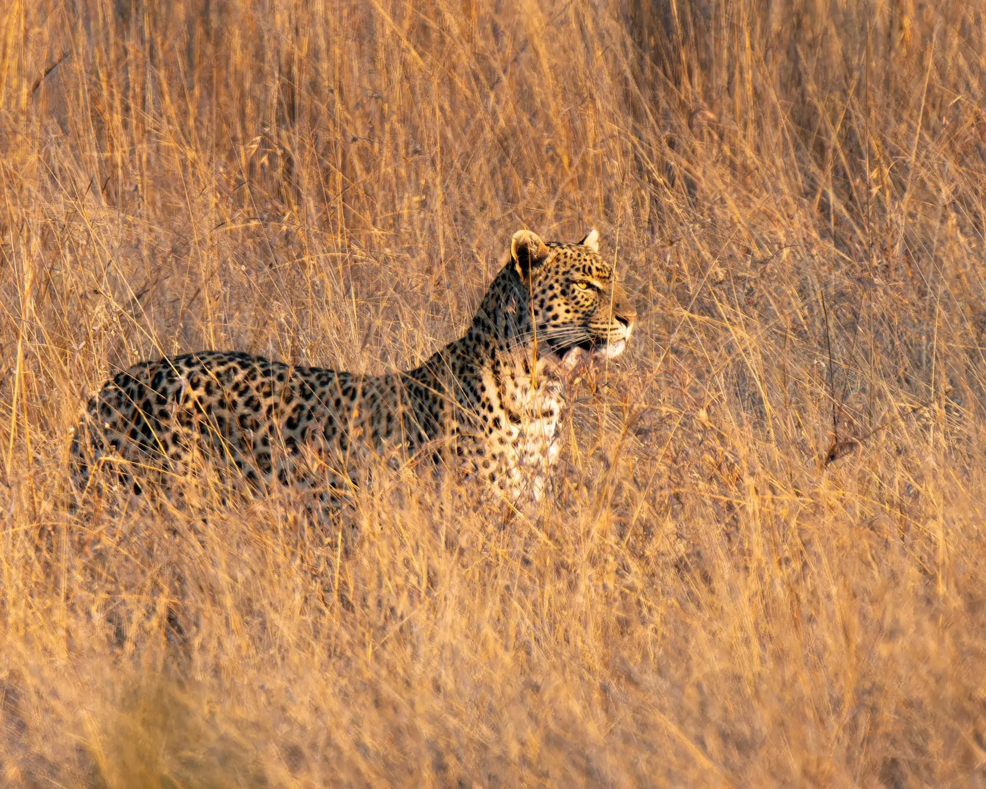 Experiencia Sudáfrica - imagen 1